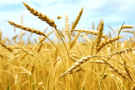 افزایش ۹ درصدی خرید تضمینی گندم در آذربایجان شرقی