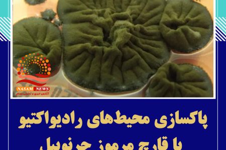 پاکسازی محیط‌های رادیواکتیو با قارچ مرموز چرنوبیل